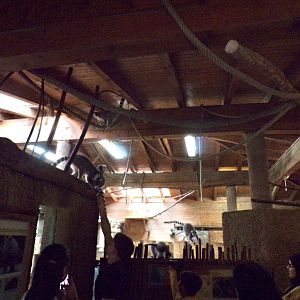 Freeroaming ring-tailed lemurs in rhino house 13.7.25