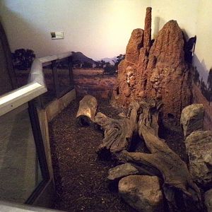 Banded mongoose indoors 13.7.25