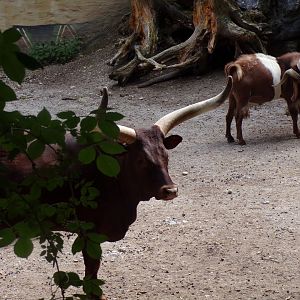 Watussi cattle 13.7.25