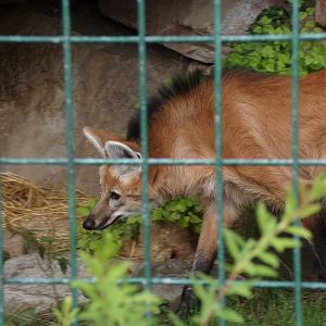 Maned wolf 13.7.25