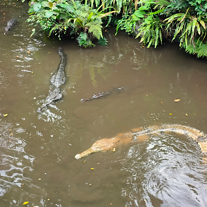 False Gharials (Tomistoma schlegelii)