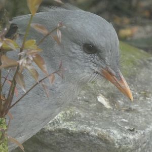 Kagu