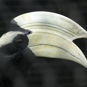 Black hornbill