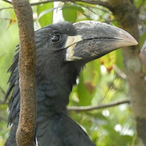 Western piping hornbill Bycanistes fistulator