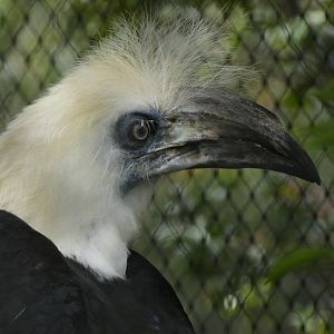 White-crowned hornbill