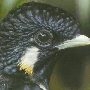 Sulawesi crested myna
