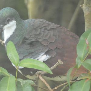 Negros bleeding-heart