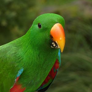 Papuan eclectus