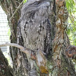 Tawny frogmouth