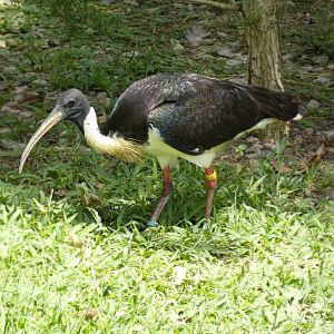 Straw-necked ibis
