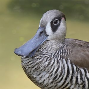 Pink-eared duck