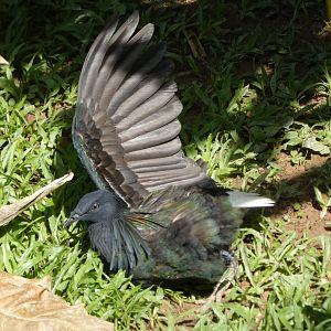 Nicobar pigeon sunbathing