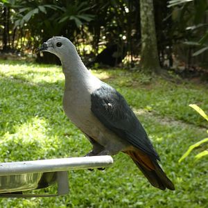Pacific imperial pigeon