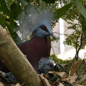 Sclater's crowned pigeon and chick