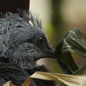 Sclater's crowned pigeon chick