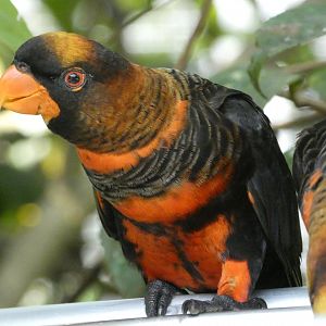 Dusky lory
