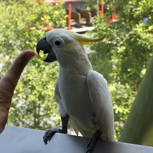 Yellow-crested cockatoo and naughty visitor