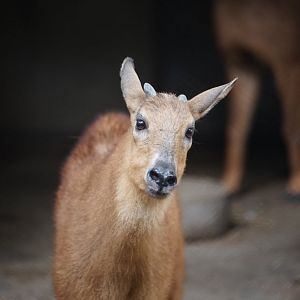 Red Goral