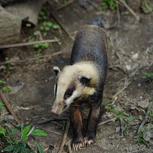 Northern Hog Badger