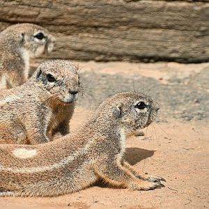 Cape ground squirrel