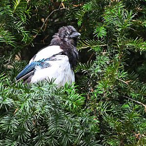 Eurasian magpie (wild)