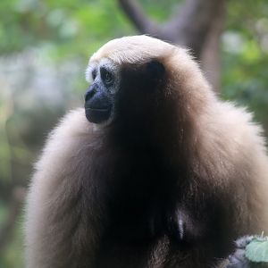 Eastern Hoolock Gibbon Female