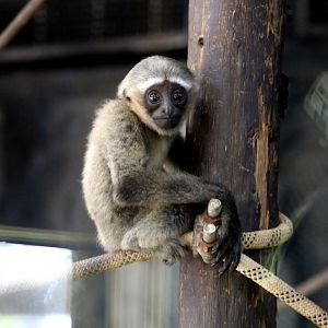 Eastern Hoolock Gibbon Baby