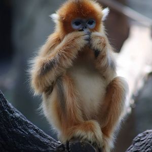 Golden Snub-nosed Monkey Juvenile