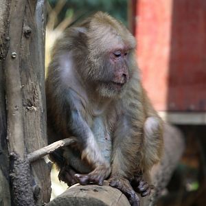 Assam Macaque (Macaca assamensis)