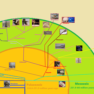 Vertebrate taxonomy
