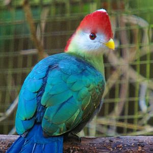 Red-crested Turaco