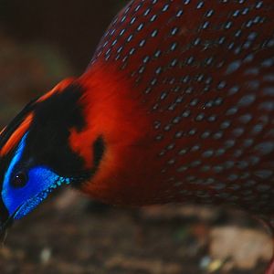 Temminck's Tragopan