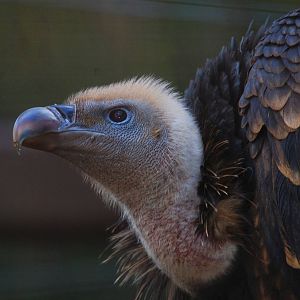 Griffon Vulture