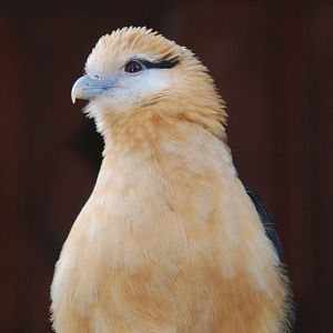 Yellow-headed Caracara