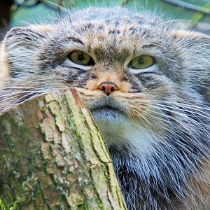 Pallas Cat