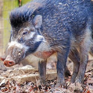 Visayan Warty Pig