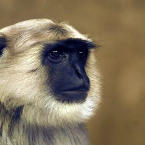 Hulman at Hannover zoo