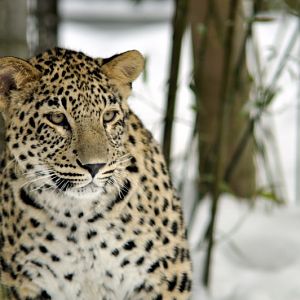 Young persian leopard at Hannover zoo