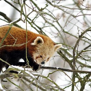 Red panda at Hannover zoo