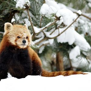 Red panda at Hannover zoo