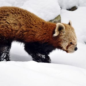 Red panda at Hannover zoo
