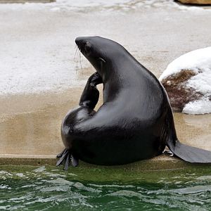 Northern furseal at Hannover zoo