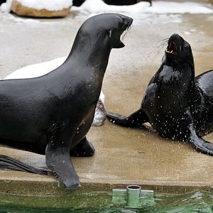 Northern furseal at Hannover zoo