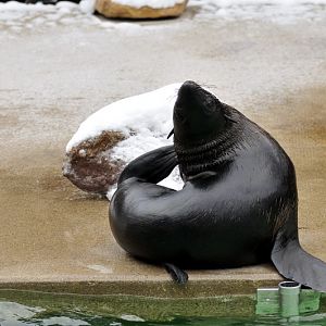 Northern furseal at Hannover zoo