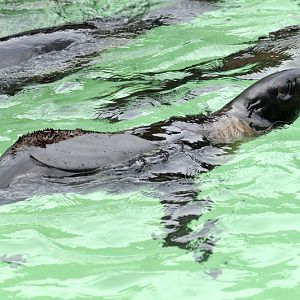 Northern furseal at Hannover zoo