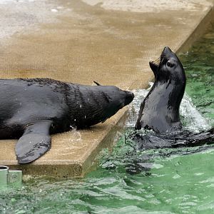 Northern furseal at Hannover zoo