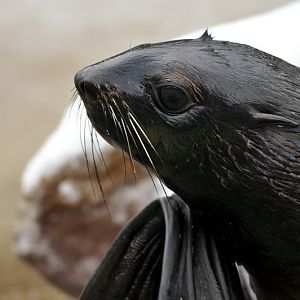 Northern furseal at Hannover zoo