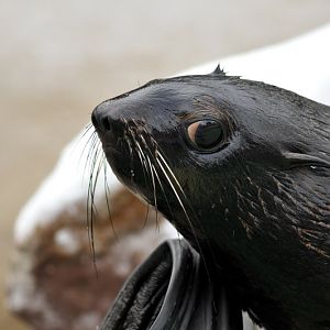 Northern furseal at Hannover zoo