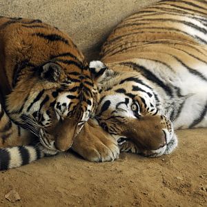 Sibirian tigers at Hannover zoo