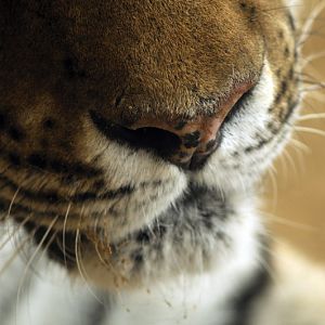 Sibirian tiger at Hannover zoo